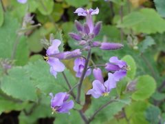 Orychophragmus violaceus