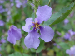Orychophragmus violaceus