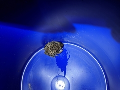 Lithobates areolatus