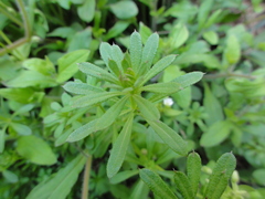 Galium aparine tenerum