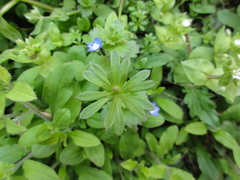 Galium aparine tenerum