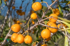 Pittosporum phillyreoides