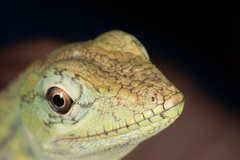 Anolis distichus