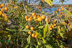 Pittosporum phillyreoides
