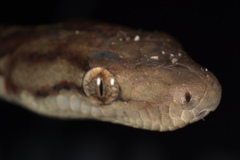 Chilabothrus striatus