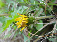 Taraxacum mongolicum