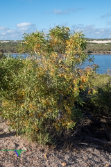 Pittosporum phillyreoides