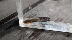 Japanese Black Salamander photo 3