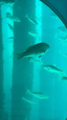 Girella nigricans