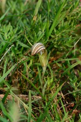 Pterostylis truncata