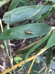 Chlorophorus annularis