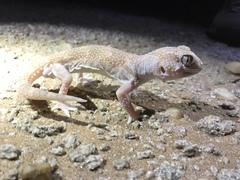 Chondrodactylus angulifer