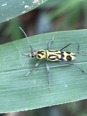 Chlorophorus annularis