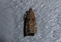 Eudonia submarginalis