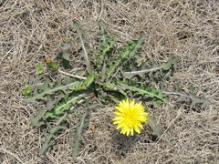 Taraxacum mongolicum