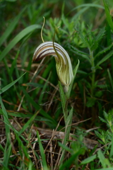 Pterostylis truncata