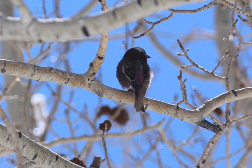 Black Rosy Finch (Leucosticte atrata), photo 10