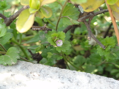 Veronica polita lilacina