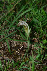 Pterostylis truncata