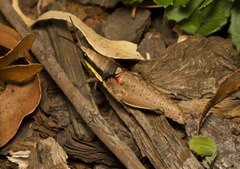 Monistria discrepans