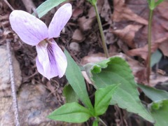 Viola rossii