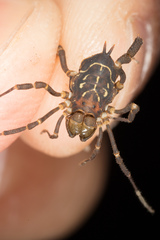 Arucillus armasi
