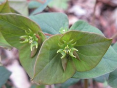 Euphorbia sieboldiana