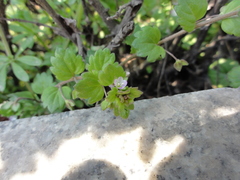 Veronica polita lilacina