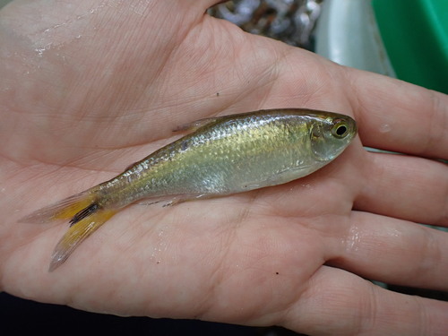 Striped mountain tetra (Hemibrycon taeniurus) — Characidae