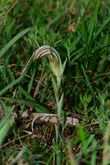 Pterostylis truncata