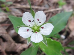 Pseudostellaria