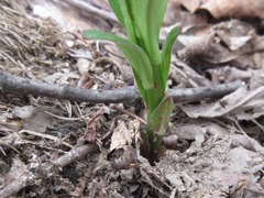 Lysimachia clethroides