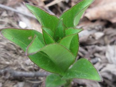 Lysimachia clethroides