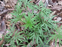 Spuriopimpinella brachycarpa