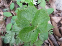 Spuriopimpinella brachycarpa