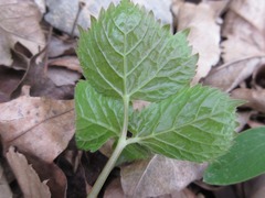 Spuriopimpinella brachycarpa