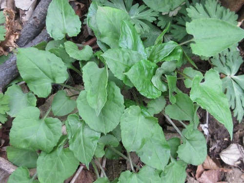 Saussurea gracilis iNat (2)