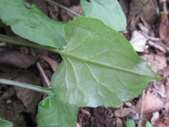 Saussurea gracilis