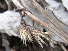 Saussurea gracilis