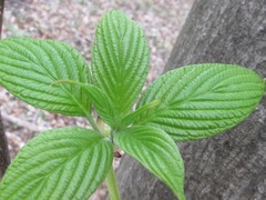 Cornus controversa