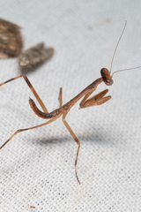 Stagmomantis domingensis