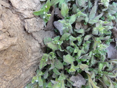 Bothriospermum zeylanicum