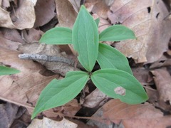 Paris verticillata