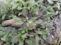 Bothriospermum zeylanicum