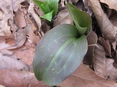 Lilium tsingtauense