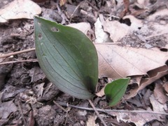 Lilium tsingtauense