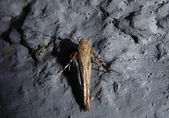Stathmopoda plumbiflua