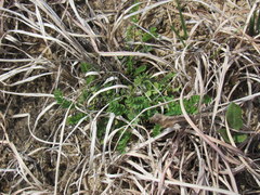 Astragalus distortus