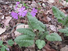 Primula sieboldii