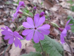 Primula sieboldii